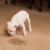 Atlantic Beach Odor & Stain Removal by Madison Home Services, LLC